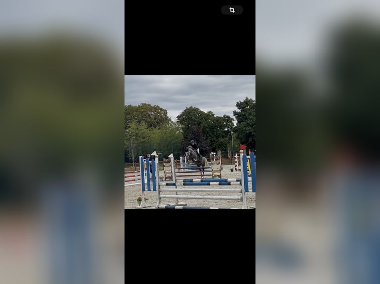 Koń holsztyński Klacz 6 lat 165 cm Bułana in Sarr&#xF3;d