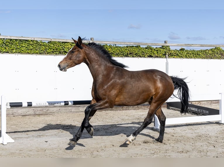 Koń holsztyński Klacz 6 lat 165 cm Gniada in Baarn