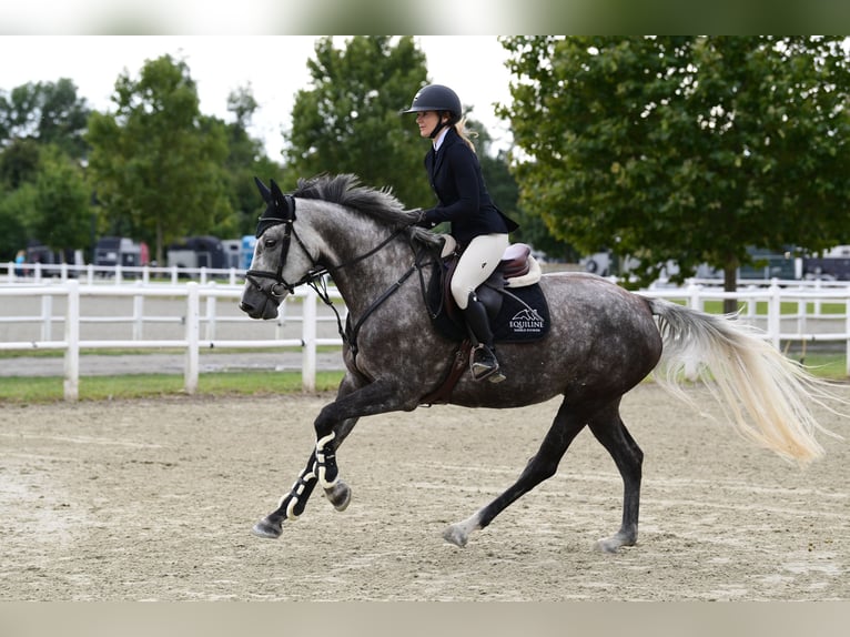 Koń holsztyński Klacz 6 lat 165 cm Siwa w hreczce in Sarr&#xF3;d