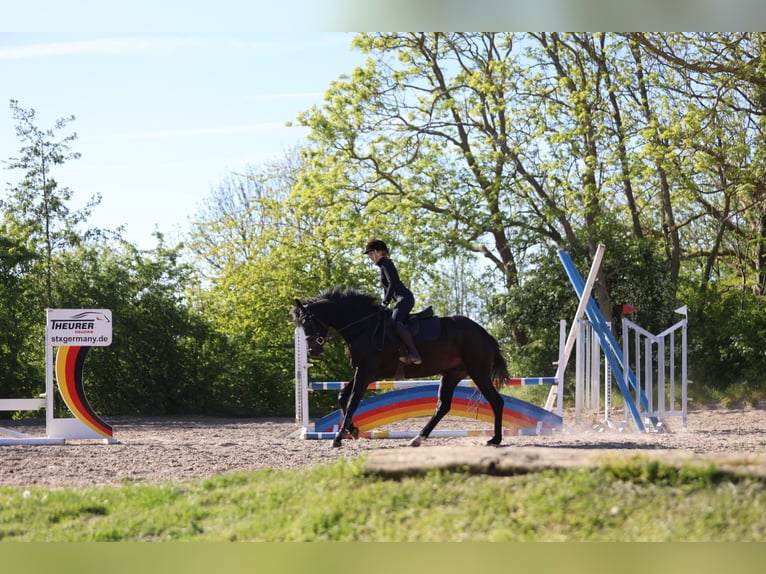 Koń holsztyński Klacz 6 lat 165 cm Skarogniada in Wilster