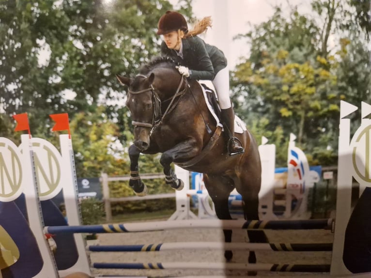 Koń holsztyński Klacz 6 lat 165 cm Skarogniada in Wilster