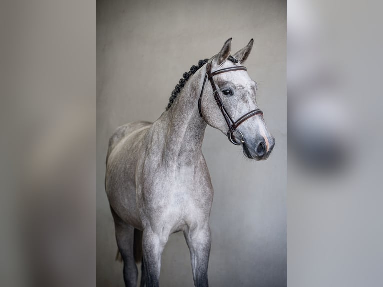 Koń holsztyński Klacz 6 lat 166 cm Siwa in Ueckermünde