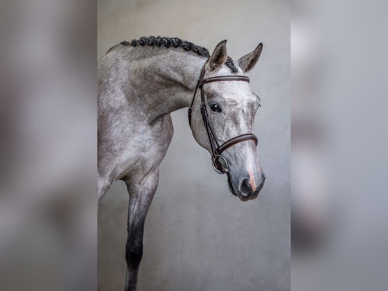 Koń holsztyński Klacz 6 lat 166 cm Siwa in Ueckermünde
