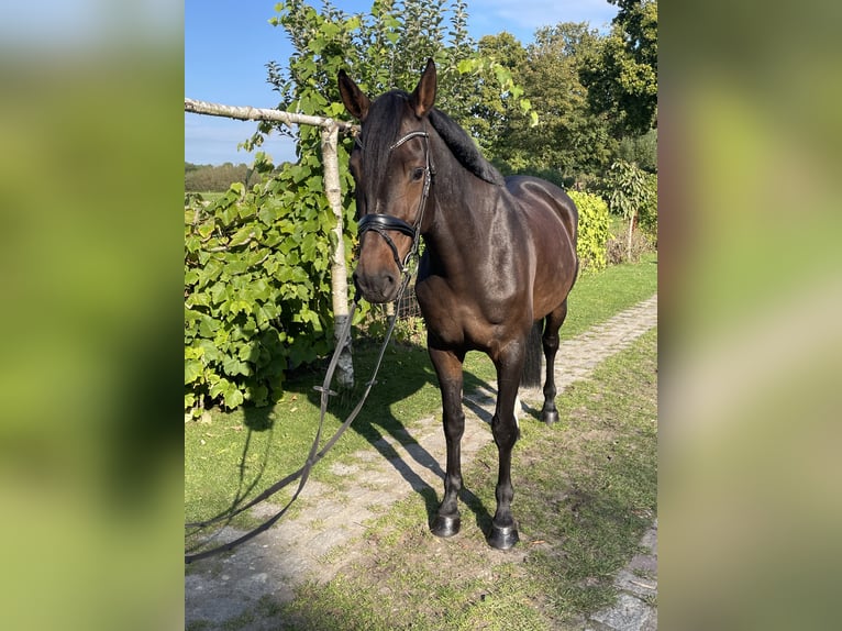 Koń holsztyński Klacz 6 lat 167 cm Ciemnogniada in B&#xF6;rm
