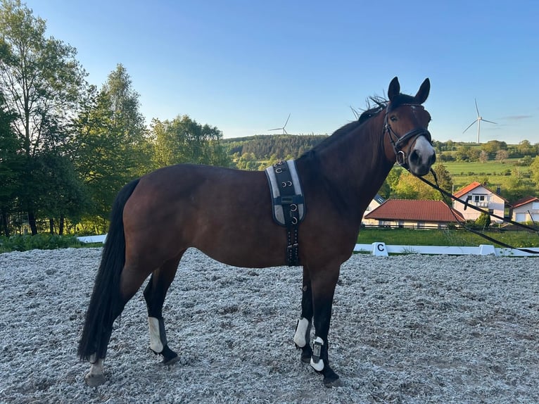 Koń holsztyński Klacz 6 lat 167 cm Gniada in Ulrichstein