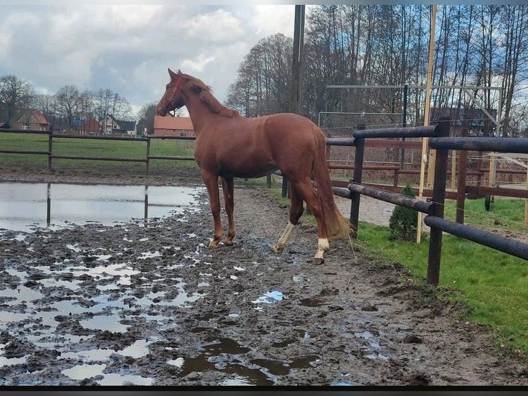 Koń holsztyński Klacz 6 lat 167 cm Kasztanowata in Göttingen
