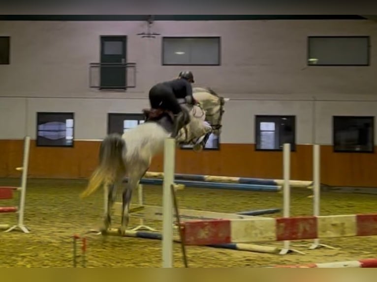 Koń holsztyński Klacz 6 lat 167 cm Siwa in Olfen