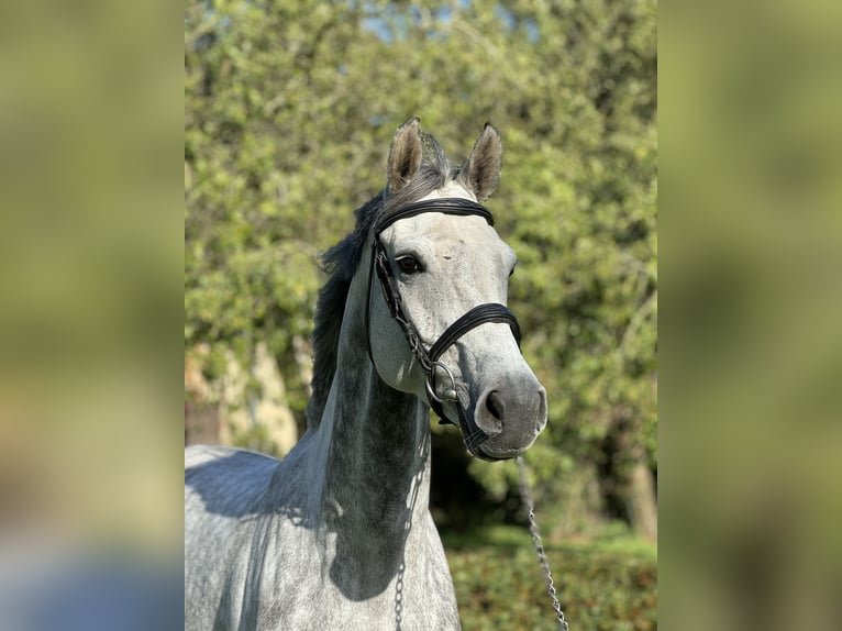 Koń holsztyński Klacz 6 lat 167 cm Siwa in Favières