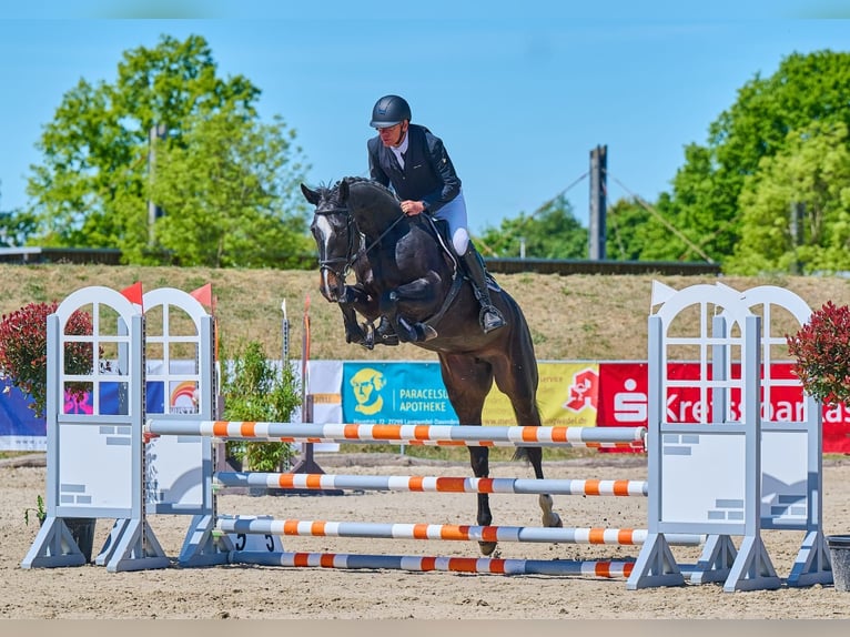 Koń holsztyński Klacz 6 lat 167 cm Skarogniada in Hude (Oldenburg)