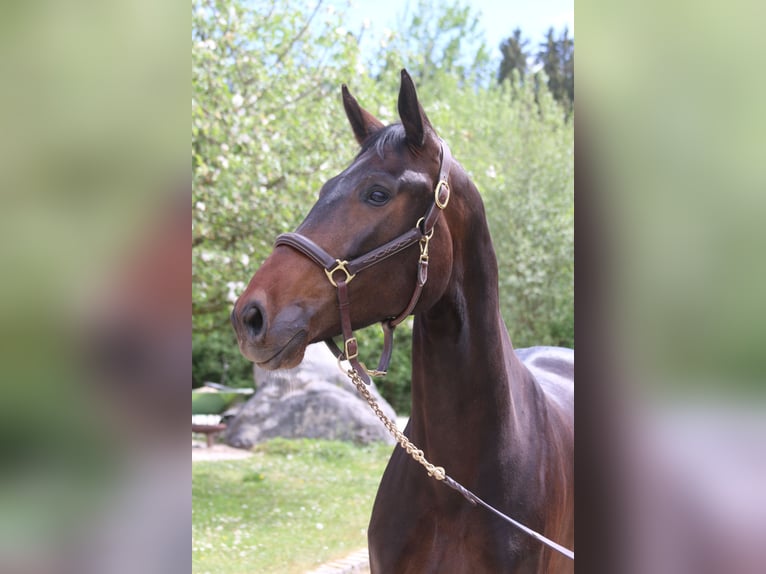 Koń holsztyński Klacz 6 lat 167 cm Skarogniada in Erharting