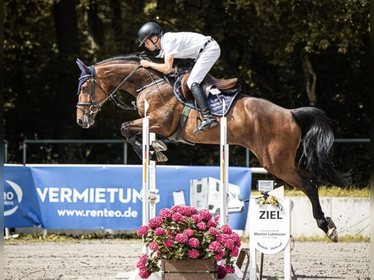 Koń holsztyński Klacz 6 lat 168 cm Gniada in Cremlingen