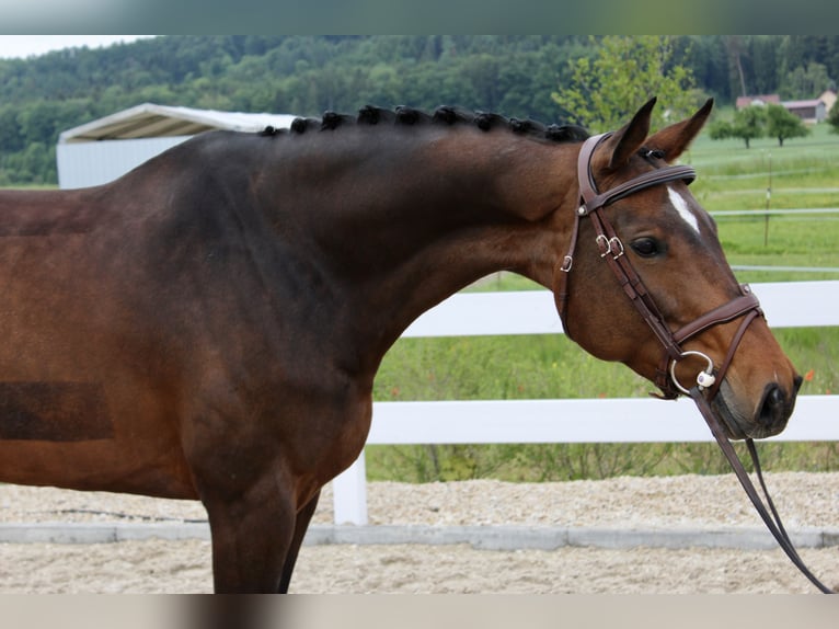 Koń holsztyński Klacz 6 lat 168 cm Gniada in Ebenweiler