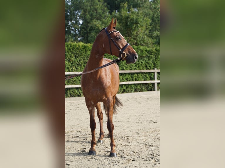 Koń holsztyński Klacz 6 lat 168 cm Kasztanowata in Lohne