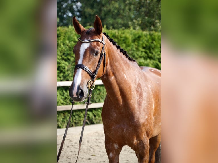Koń holsztyński Klacz 6 lat 168 cm Kasztanowata in Lohne