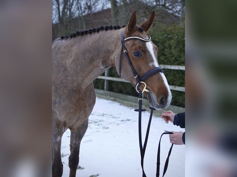 Koń holsztyński Klacz 6 lat 168 cm Kasztanowata in Lohne