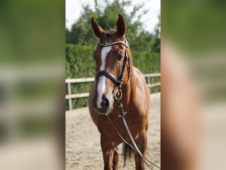 Koń holsztyński Klacz 6 lat 168 cm Kasztanowata in Lohne