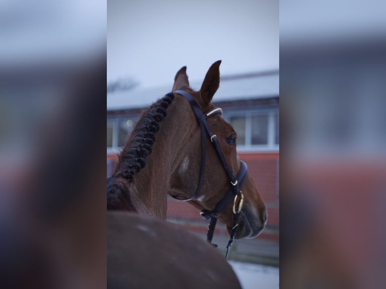 Koń holsztyński Klacz 6 lat 168 cm Kasztanowata in Lohne