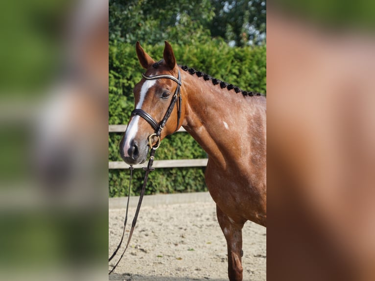 Koń holsztyński Klacz 6 lat 168 cm Kasztanowata in Lohne