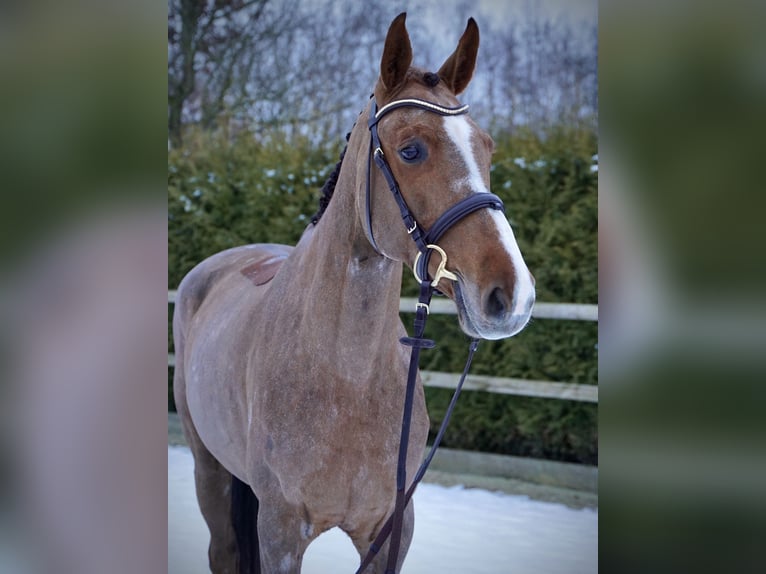 Koń holsztyński Klacz 6 lat 168 cm Kasztanowata in Lohne