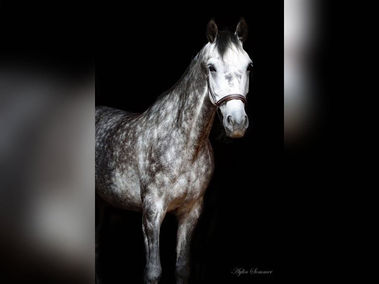 Koń holsztyński Klacz 6 lat 168 cm Siwa in Bad Emstal