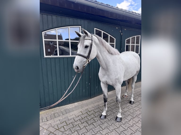 Koń holsztyński Klacz 6 lat 168 cm Siwa in Bergisch Gladbach