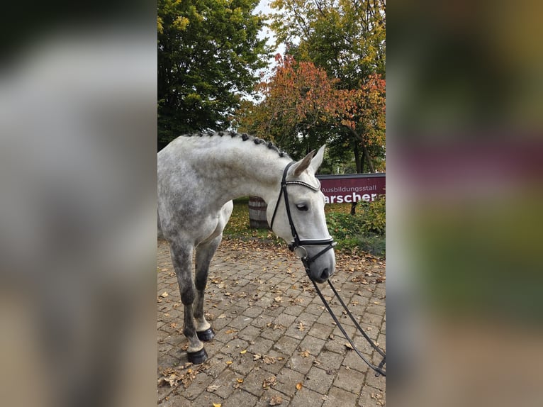 Koń holsztyński Klacz 6 lat 169 cm Siwa in Laichingen