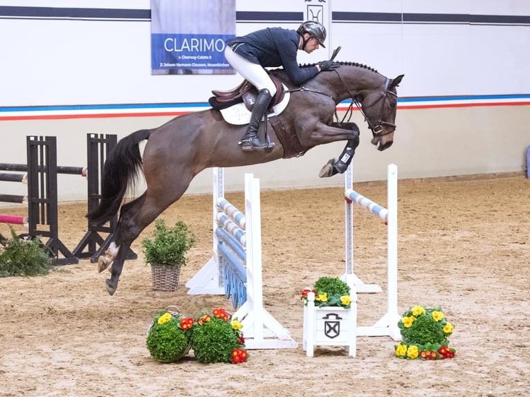 Koń holsztyński Klacz 6 lat 170 cm Ciemnogniada in Elmshorn