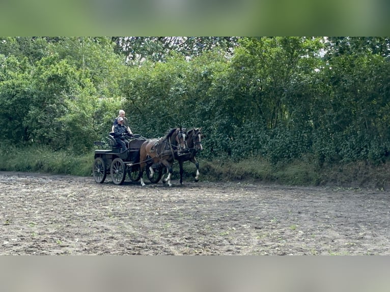 Koń holsztyński Klacz 6 lat 170 cm Gniada in L&#xFC;beck
