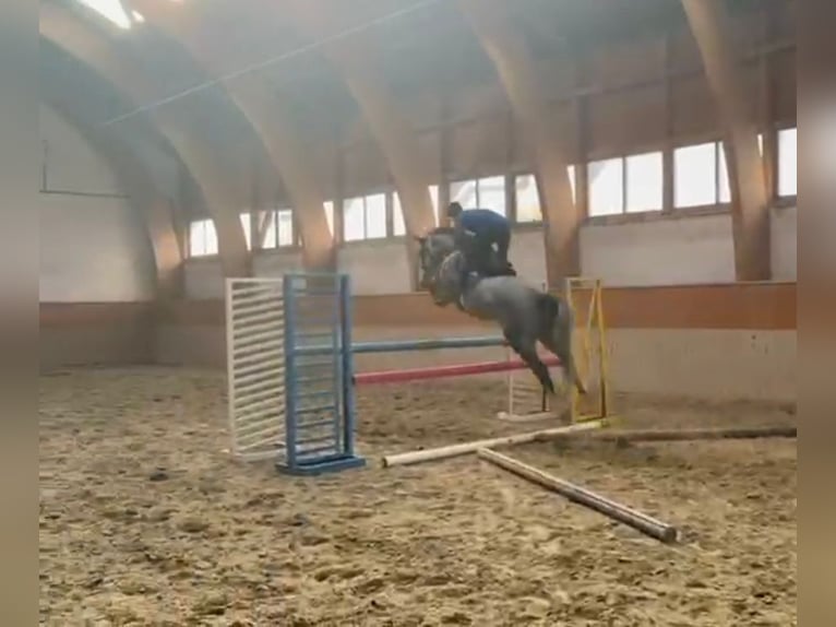 Koń holsztyński Klacz 6 lat 170 cm Siwa jabłkowita in Loipersbach im Burgenland