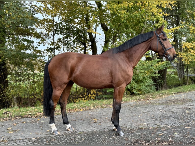 Koń holsztyński Klacz 6 lat 172 cm Gniada in Oersdorf