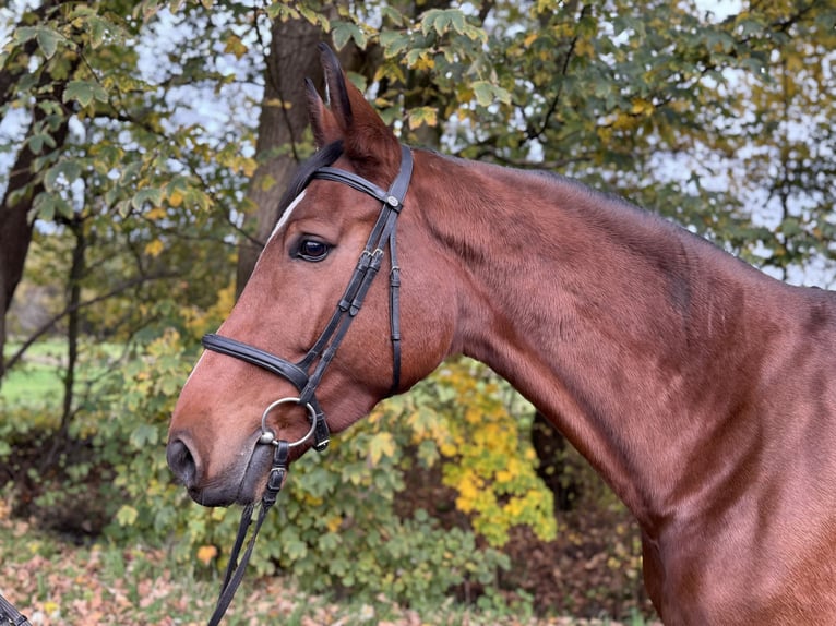 Koń holsztyński Klacz 6 lat 172 cm Gniada in Oersdorf
