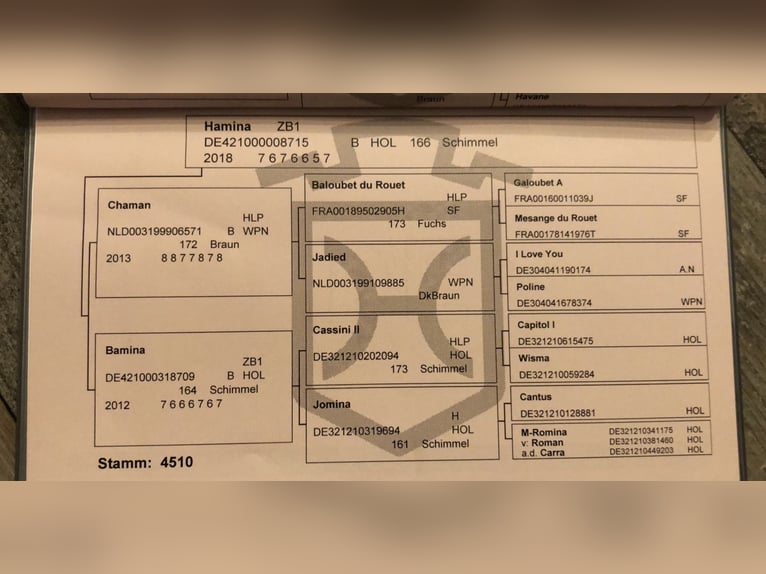 Koń holsztyński Klacz 6 lat 173 cm Gniada in S&#xFC;derl&#xFC;gum