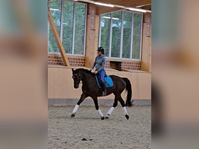Koń holsztyński Klacz 7 lat 160 cm Gniada in Krumstedt