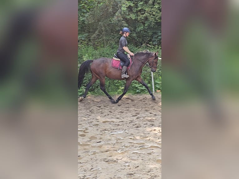Koń holsztyński Klacz 7 lat 160 cm Gniada in Krumstedt