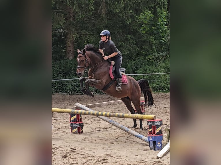 Koń holsztyński Klacz 7 lat 160 cm Gniada in Krumstedt
