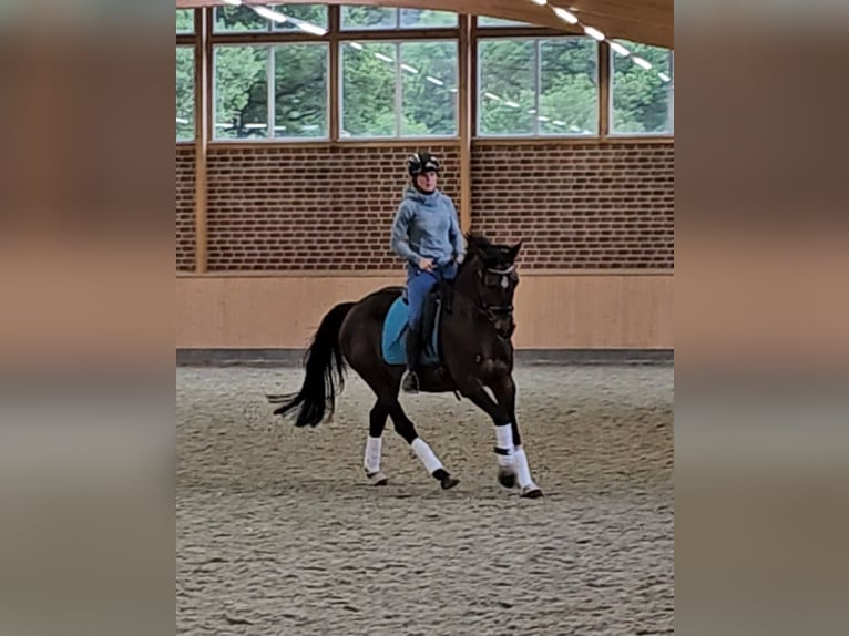 Koń holsztyński Klacz 7 lat 160 cm Gniada in Krumstedt
