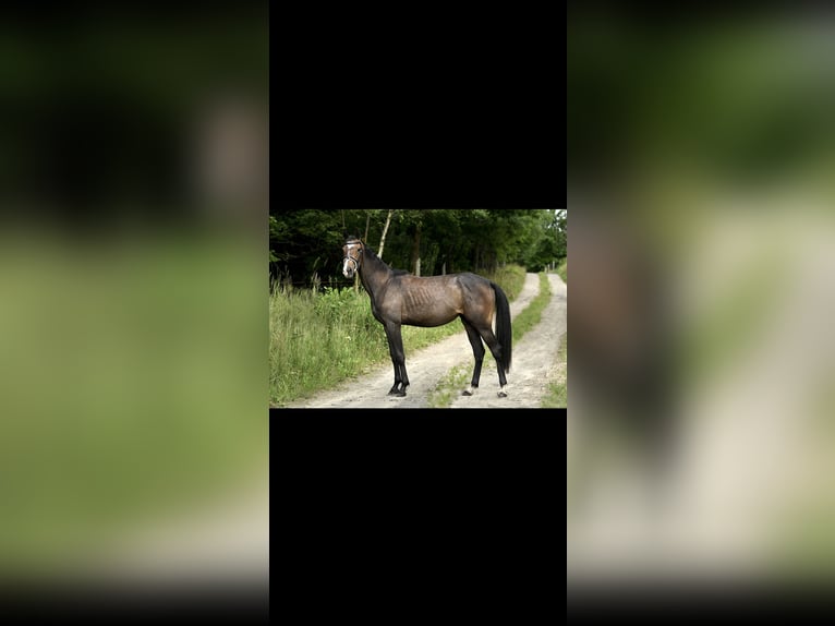 Koń holsztyński Klacz 7 lat 160 cm Siwa jabłkowita in Oltingen