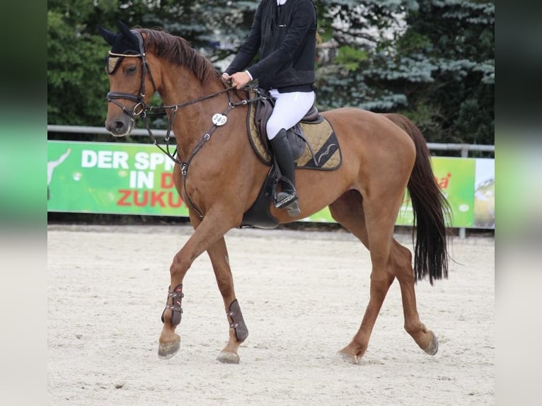 Koń holsztyński Klacz 7 lat 163 cm Kasztanowata in Sonneberg