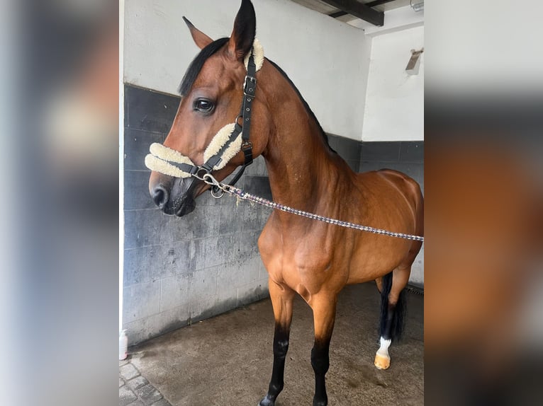 Koń holsztyński Klacz 7 lat 164 cm Gniada in Promnice