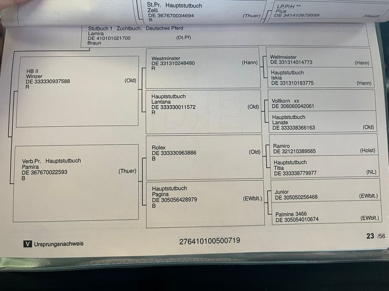 Koń holsztyński Klacz 7 lat 165 cm Gniada in Grünental