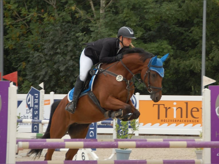 Koń holsztyński Klacz 7 lat 165 cm Gniada in Lörrach
