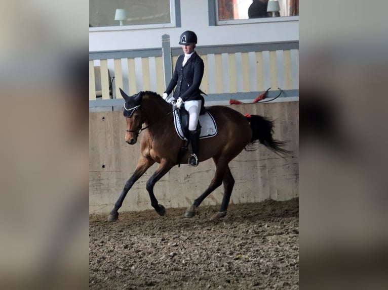 Koń holsztyński Klacz 7 lat 165 cm Gniada in Norderstedt