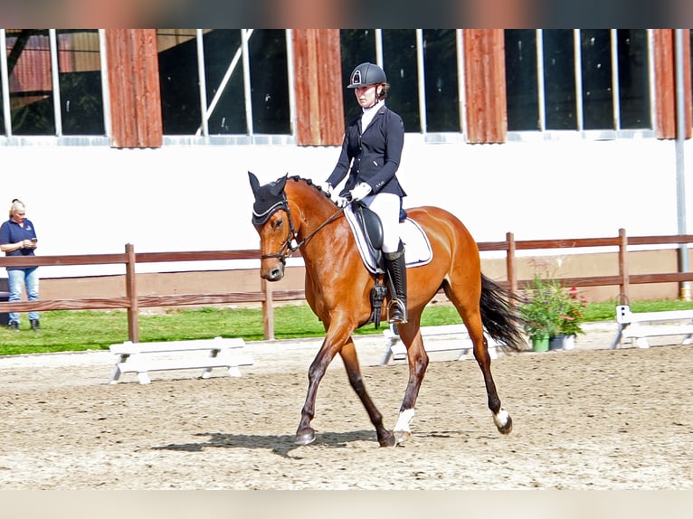 Koń holsztyński Klacz 7 lat 165 cm Gniada in Norderstedt