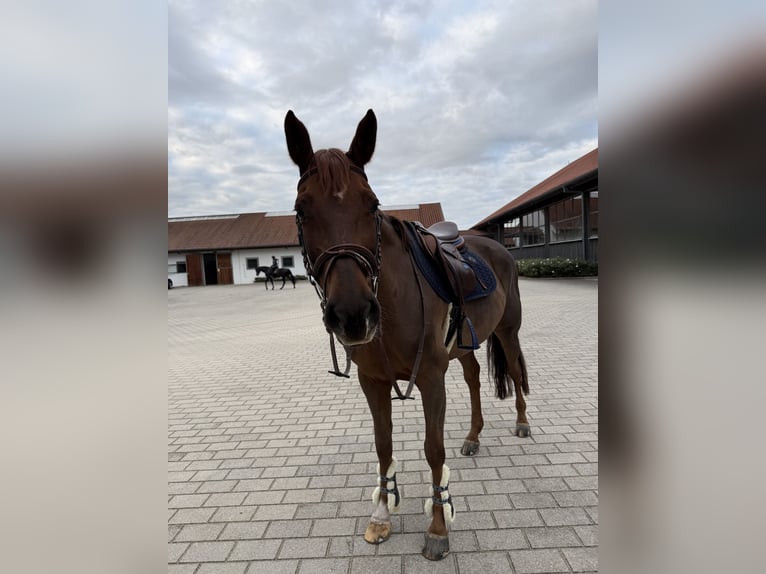 Koń holsztyński Klacz 7 lat 165 cm Kasztanowata in Mintraching