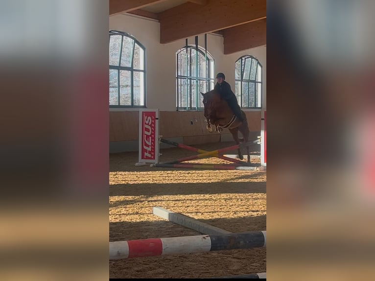 Koń holsztyński Klacz 7 lat 165 cm Kasztanowata in Mintraching