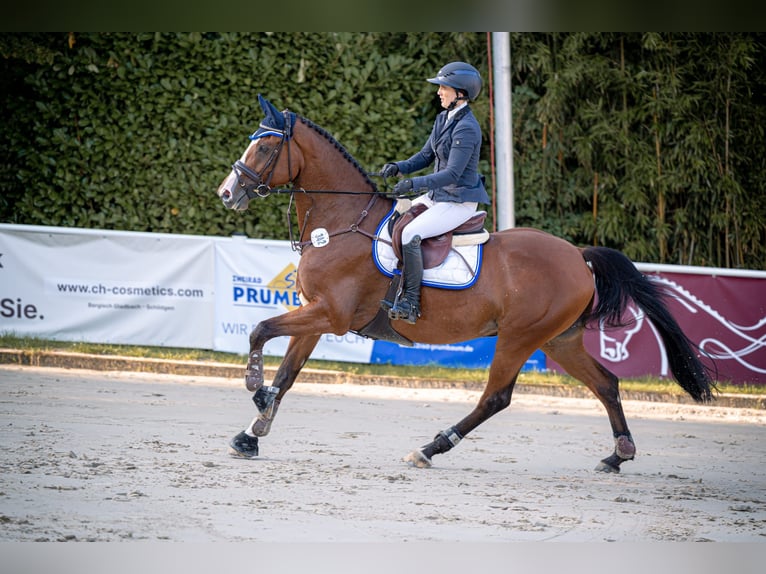 Koń holsztyński Klacz 7 lat 166 cm Gniada in Elsdorf