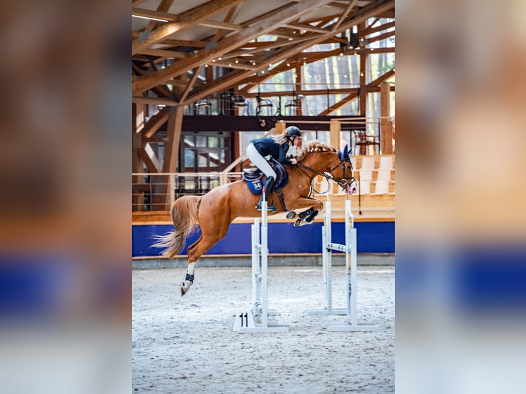 Koń holsztyński Klacz 7 lat 167 cm Kasztanowata in Balkasodis, Alytus region