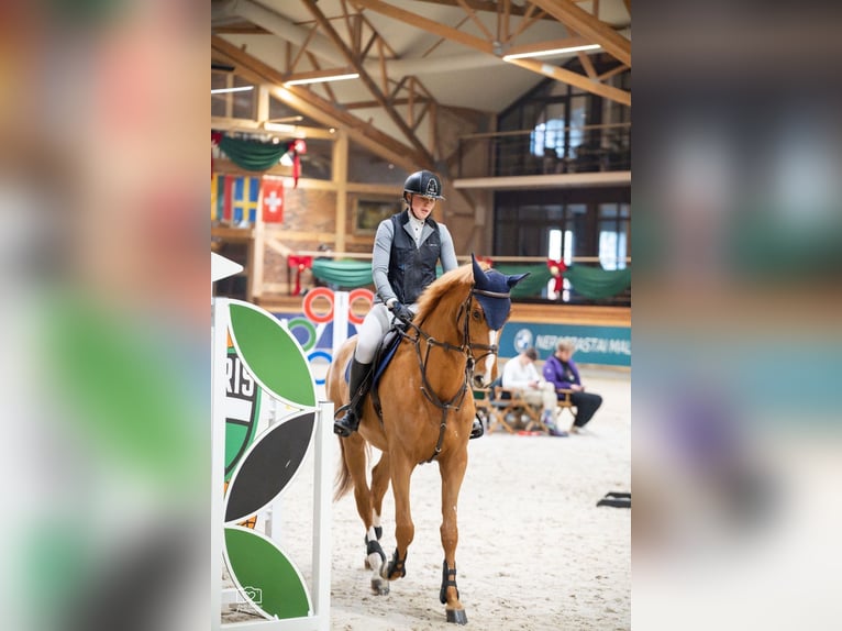 Koń holsztyński Klacz 7 lat 167 cm Kasztanowata in Balkasodis, Alytus region