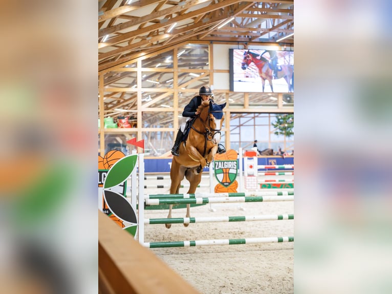 Koń holsztyński Klacz 7 lat 167 cm Kasztanowata in Balkasodis, Alytus region