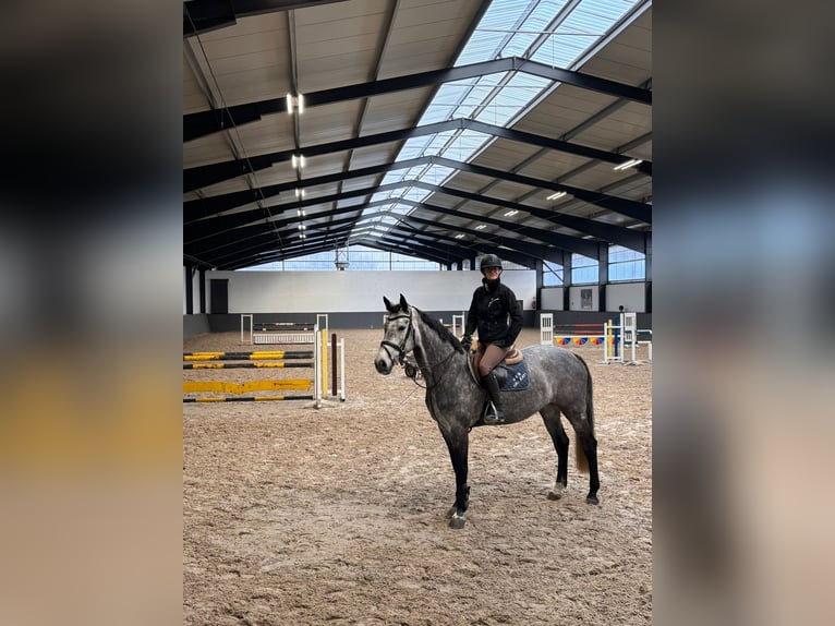 Koń holsztyński Klacz 7 lat 167 cm Siwa jabłkowita in München